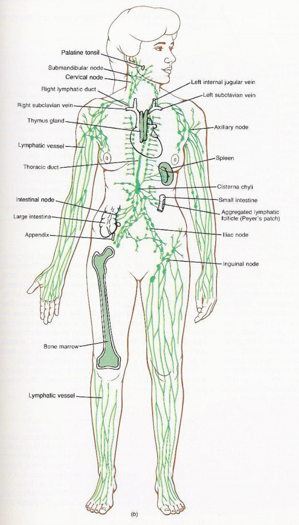 The Lymphatic system