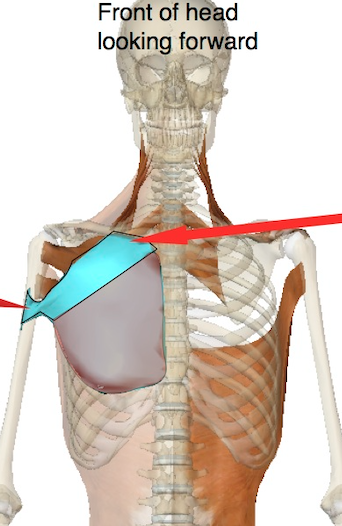 Pectoralis major clavicular muscle