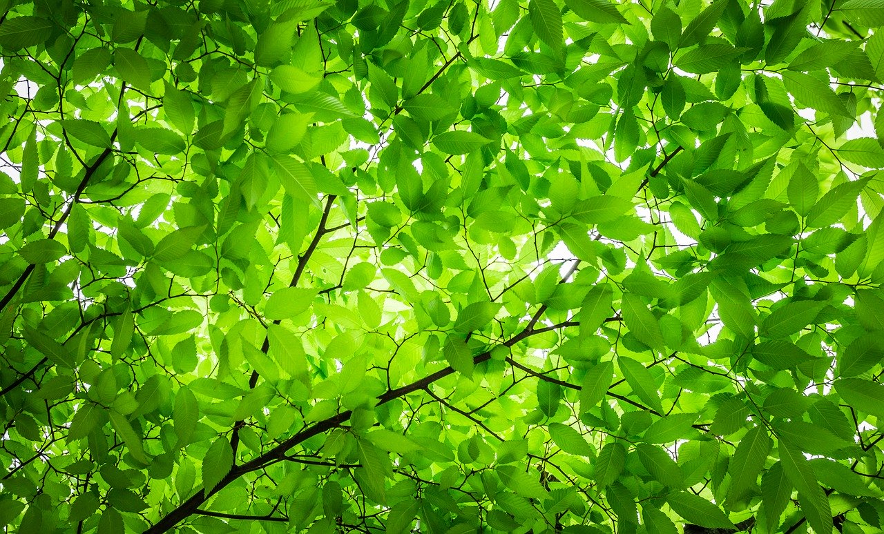 wood, the leaves, twig